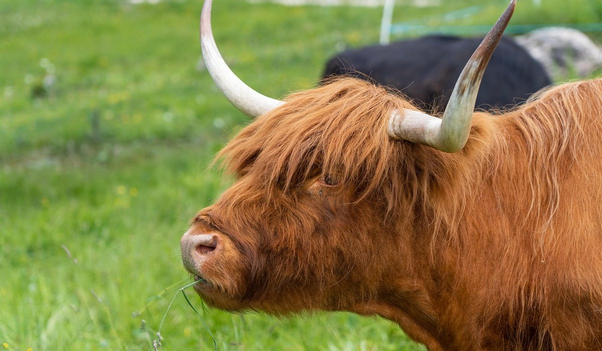 Planning a first hillwalk in the Scottish Highlands